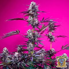 Studio 54 Stardust Auto, Фасовка: 3+1